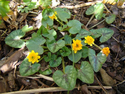 Ranunculus ficaria 'Collarette'