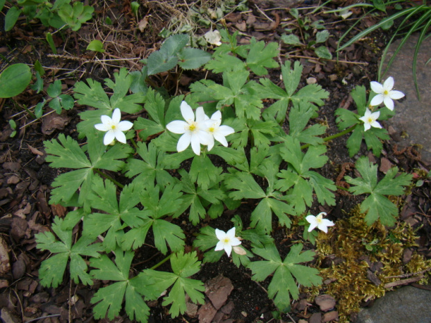 Anemone flaccida