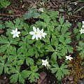 Anemone flaccida