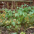 Epimedium x warleyense 'Orangekönigin'