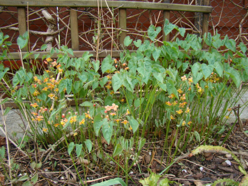 Epimedium x warleyense 'Orangekönigin'