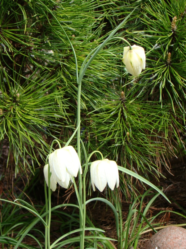 Fritillaria meleagris 'Alba'