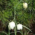 Fritillaria meleagris 'Alba'