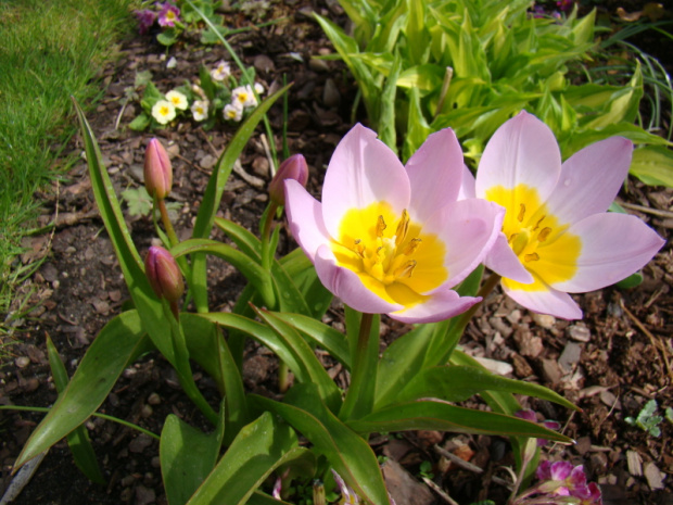 Tulipa saxatilis 'Lilac Wonder'