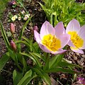 Tulipa saxatilis 'Lilac Wonder'