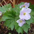 Glaucidium palmatum