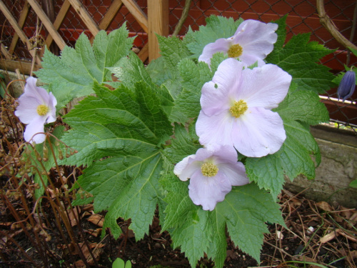 Glaucidium palmatum