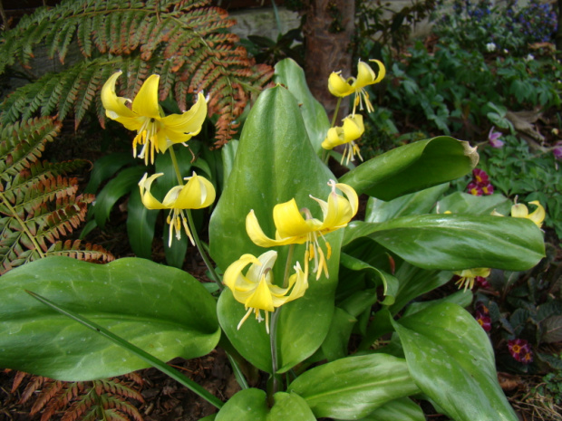 Erythronium 'Pagoda'