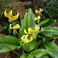 Erythronium 'Pagoda'