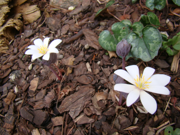 Sanguinaria canadensis 'Rosea'