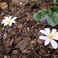 Sanguinaria canadensis 'Rosea'