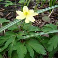 Anemone x lipsiensis 'Sioux'