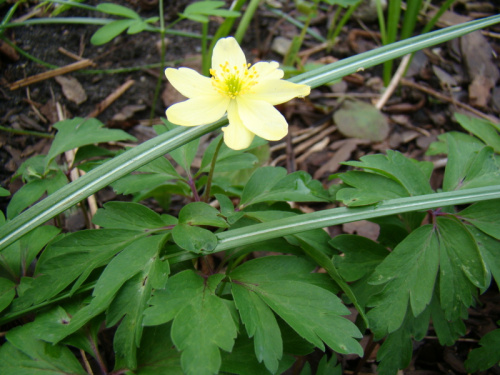 Anemone x lipsiensis 'Sioux'