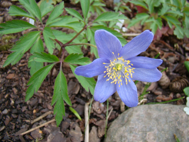 Anemone nemorosa 'Dee Day'