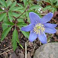 Anemone nemorosa 'Dee Day'