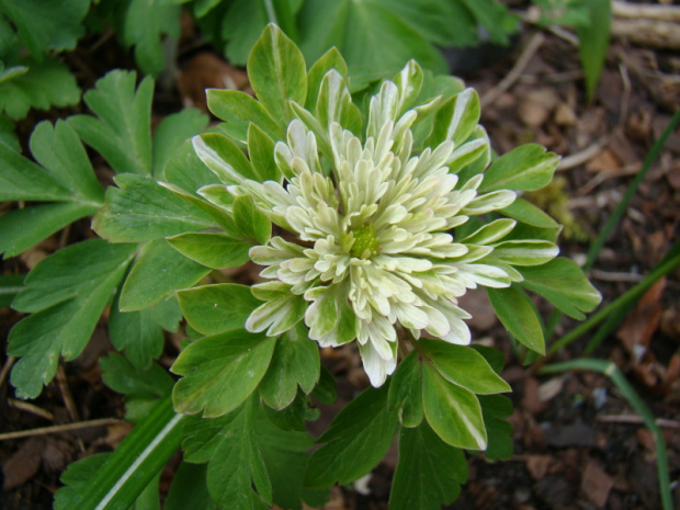 Anemone nemorosa 'Amelia'