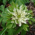 Anemone nemorosa 'Amelia'