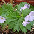 Glaucidium palmatum