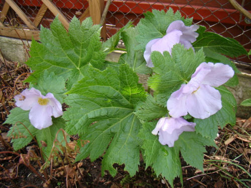 Glaucidium palmatum