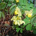 Epimedium x versicolor 'Sulphureum'