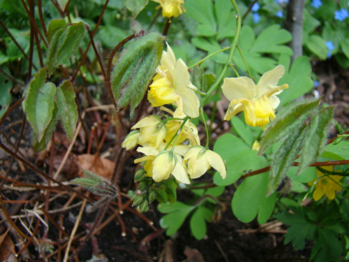 Epimedium x versicolor 'Sulphureum'