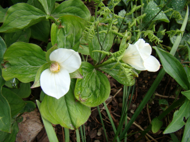 Trillium grandiflorum