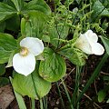 Trillium grandiflorum