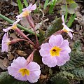 Primula 'Guinevere'