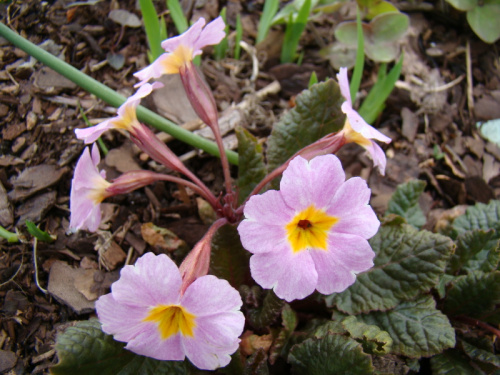 Primula 'Guinevere'