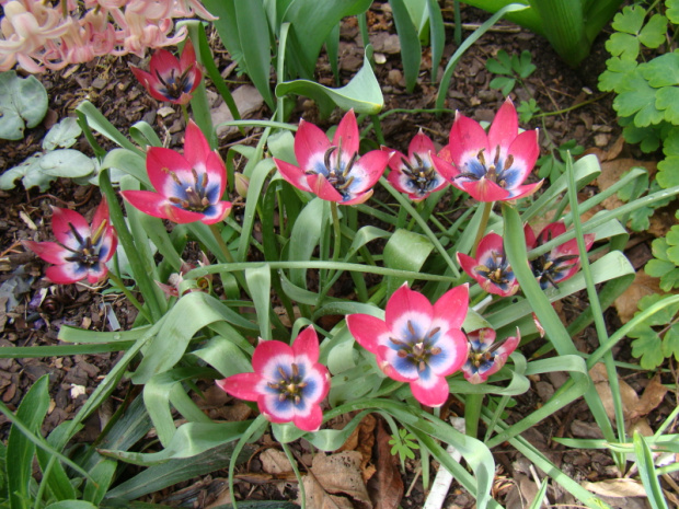 Tulipa hybr. 'Little Beauty'