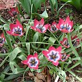 Tulipa hybr. 'Little Beauty'