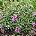 Daphne arbuscula x D. sericea