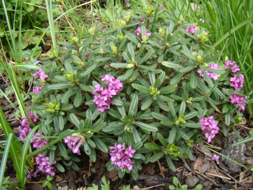 Daphne arbuscula x D. sericea