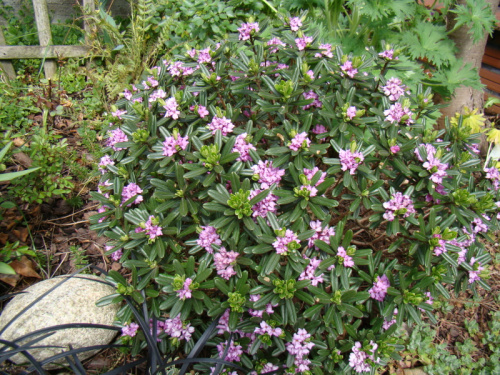 Daphne x susannae 'Česká Rybná'