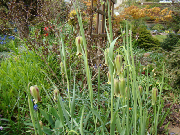 Fritillaria acmopetala