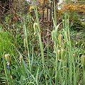 Fritillaria acmopetala