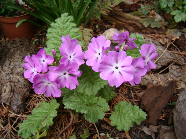 Primula sieboldii