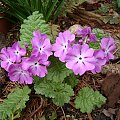 Primula sieboldii