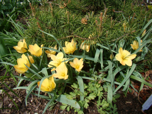 Tulipa batalinii