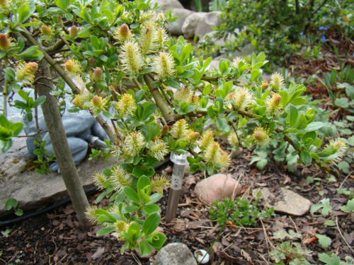 Salix arbuscula