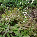 Epimedium x youngianum 'Niveum'