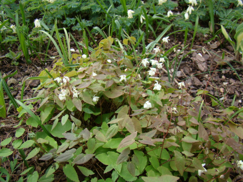 Epimedium x youngianum 'Niveum'