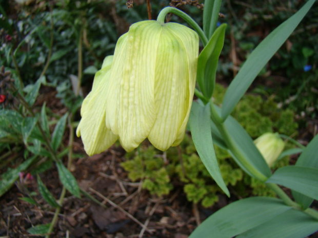 Fritillaria pallidiflora