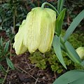 Fritillaria pallidiflora