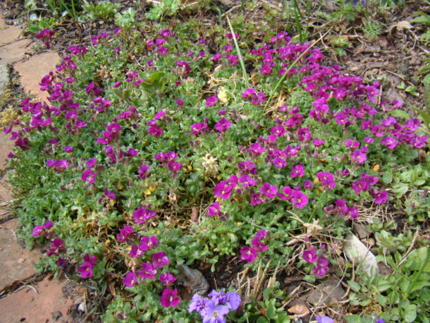 Aubrieta x cultorum