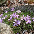 Phlox kelseyi