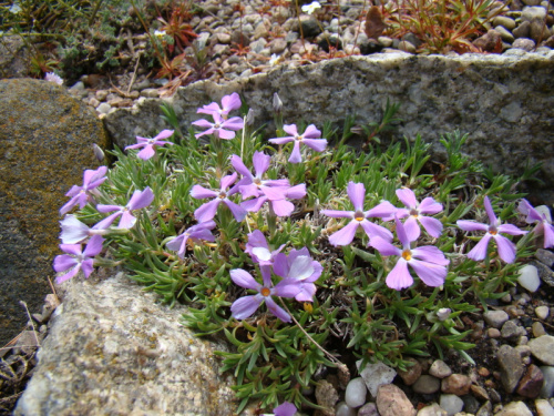 Phlox kelseyi