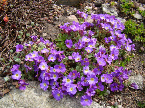 Aubrieta x cultorum