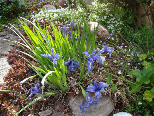 Iris ruthenica