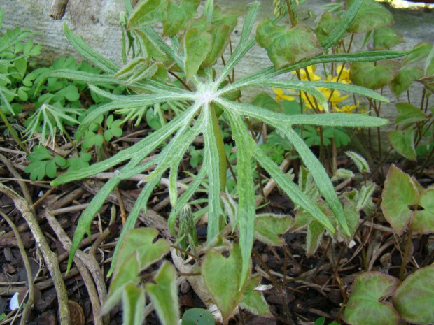 Syneilesis aconitifolia